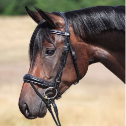 Kavalkade Hoofdstel Ivy Plus, Zwart