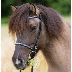 Kavalkade IJslander neusriem Kjartan-Blár, Zwart/Blauw