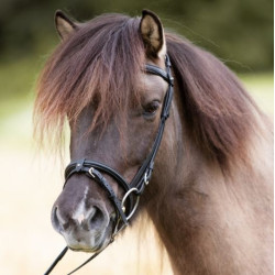 Kavalkade IJslander neusriem Kjartan-Svartur Island, zwart