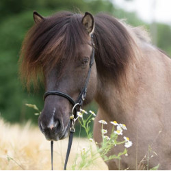 Kavalkade IJslander neusriem Kjartan-Svartur Island, zwart