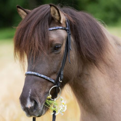 Kavalkade IJslander frontriem Kjartan-Blár Island, Zwart-Blauw