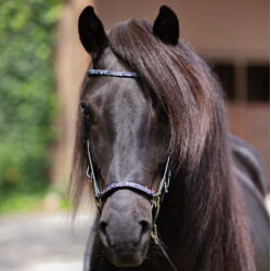 Kavalkade IJslander frontriem Kjartan-Blár Island, Zwart-Blauw