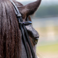 Kavalkade IJslander frontriem Kjartan-Blár Island, Zwart-Blauw