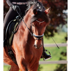 Kavalkade Hoofdstel Charlotte, Zwart/Wit Lak