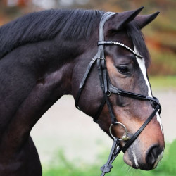 Kavalkade hoofdstel Lucia, Zwart, Mexicaanse neusriem