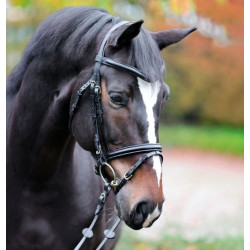 Kavalkade Proline Hoofdstel William, Zwart