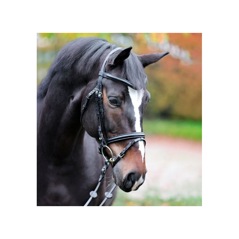 Kavalkade Proline Hoofdstel William, Zwart
