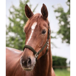 Waldhausen zacht onderlegd Halster Satin, Zwart