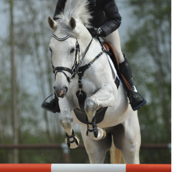 Kavalkade SecureX springsingel met buikflap en borsttuig, Bruin/Marine